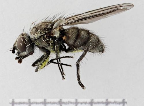 Egle sp.